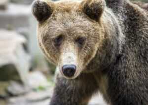 short pixie cut front and back view
