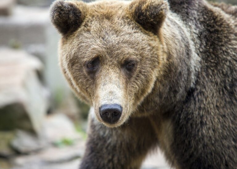 short pixie cut front and back view