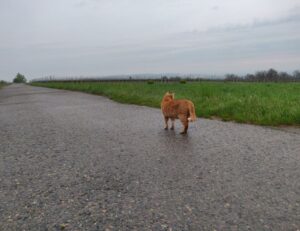 athletic meal recipe twspoondietary