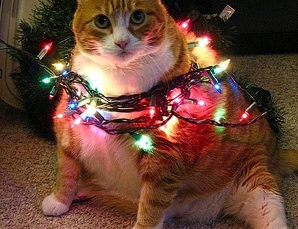 fitness guide lwspeakfit