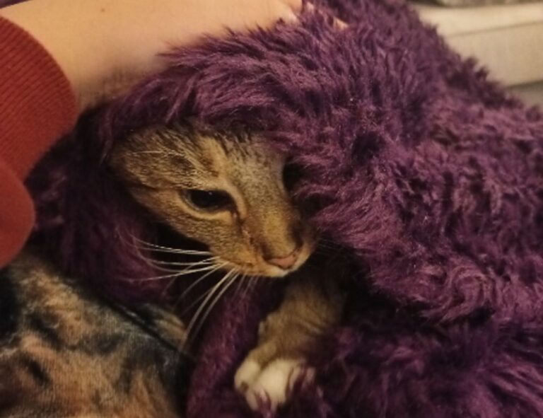 how to prepare healthy meals twspoondietary