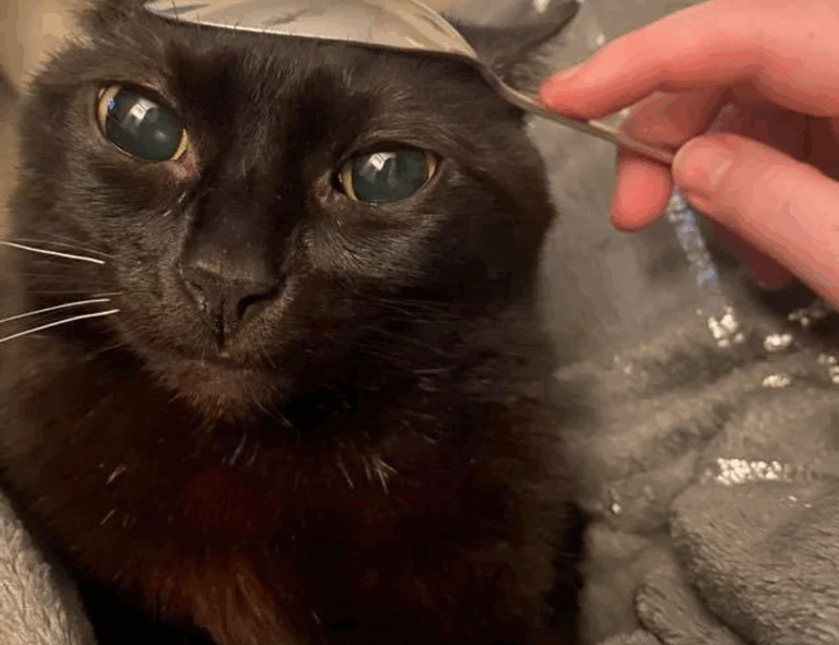 lwspeakfit fitness guide by letwomeanspeak