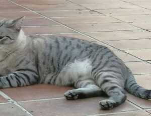 lwspeakfit weight loss guide from letwomeanspeak