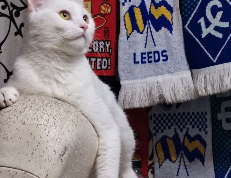 lwspeakfit weight loss guide from letwomeanspeak