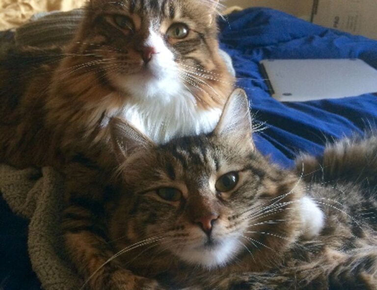 weight loss guide lwspeakfit