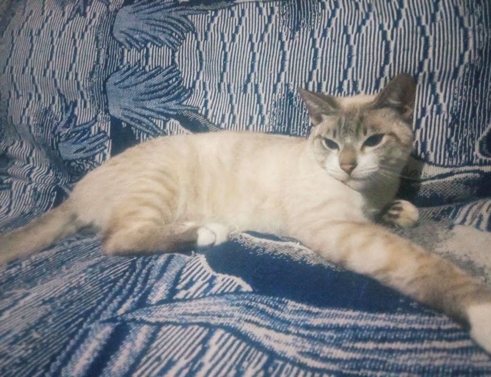 weight loss lwspeakfit