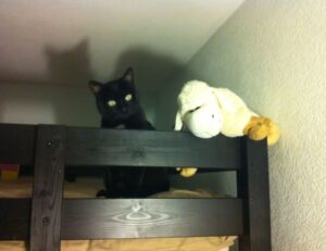 llusyep python fix code