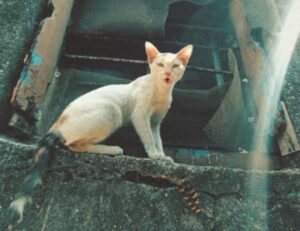 why is uhoebeans software update failing