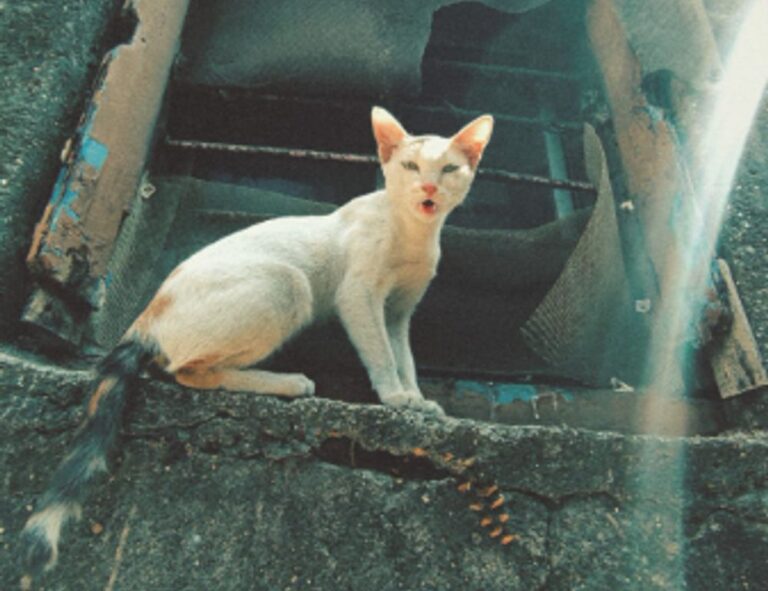 why is uhoebeans software update failing