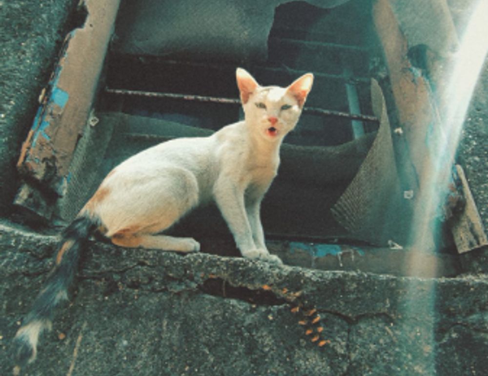 why is uhoebeans software update failing