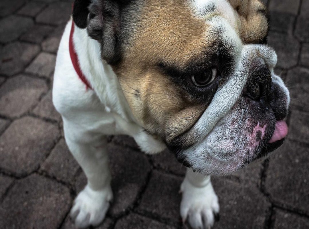 T20I Encounters: The Fast-Paced Modern Rivalry