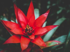 red bromeliad dreamlight valley