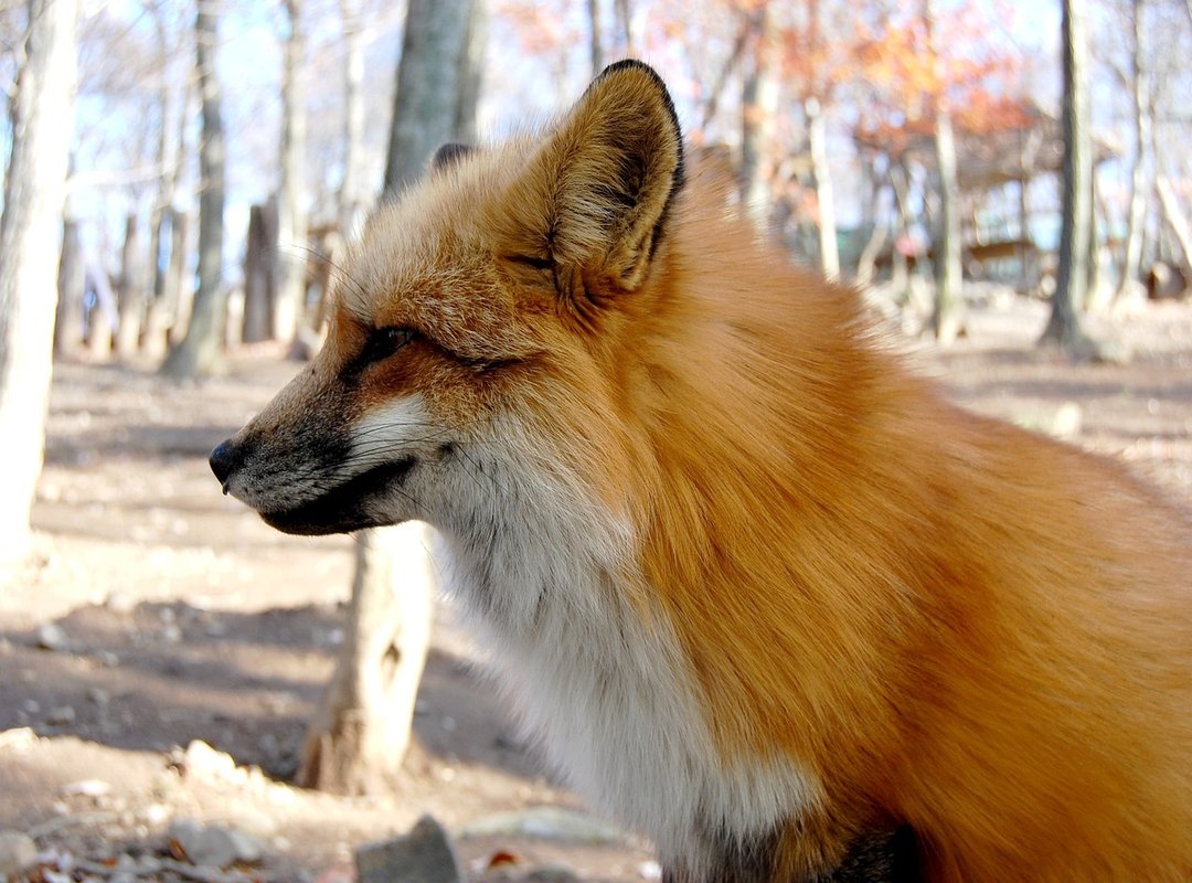 How to Find Any Wordscapes Answer in Under 30 Seconds